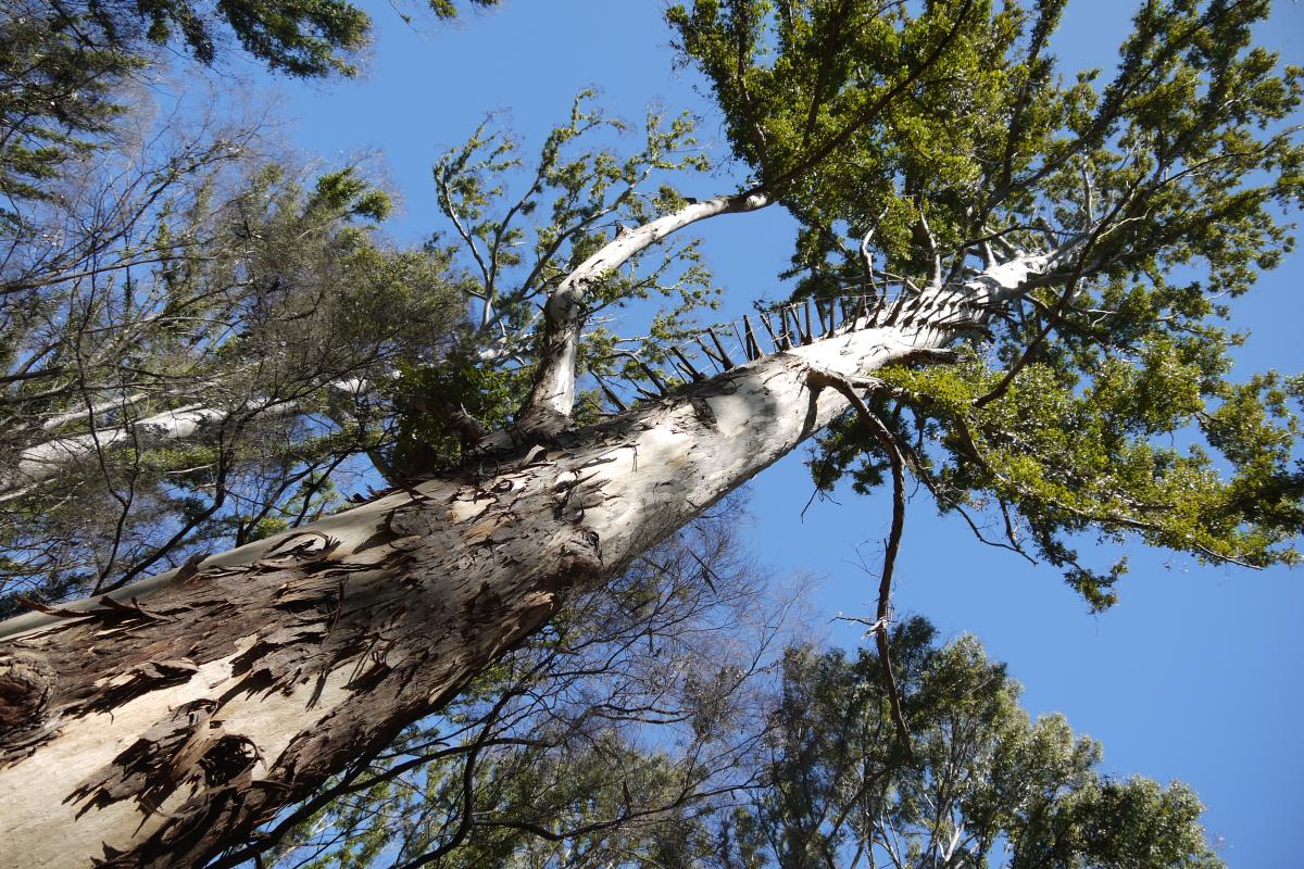 standing at the base of the boorara tree and looking up the trunk