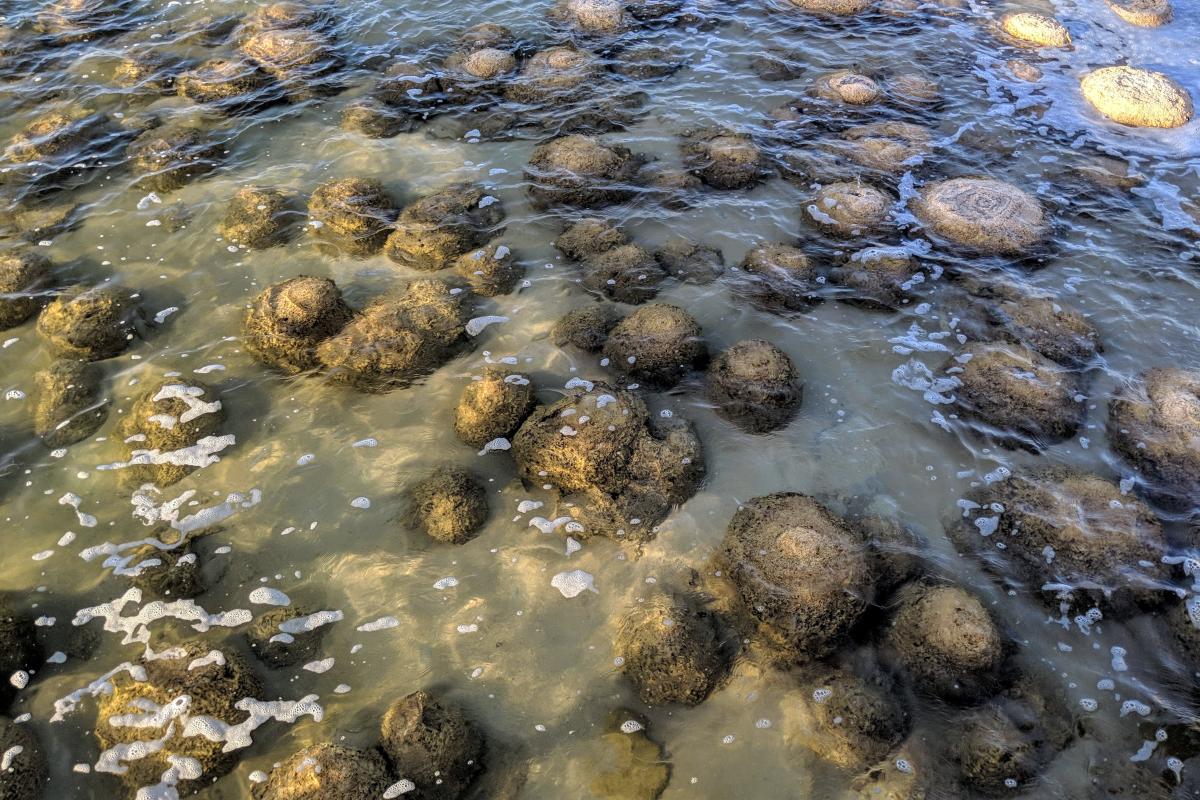 Thrombolites in the shallows at Lake Clifton Thrombolites in the shallows at Lake Clifton