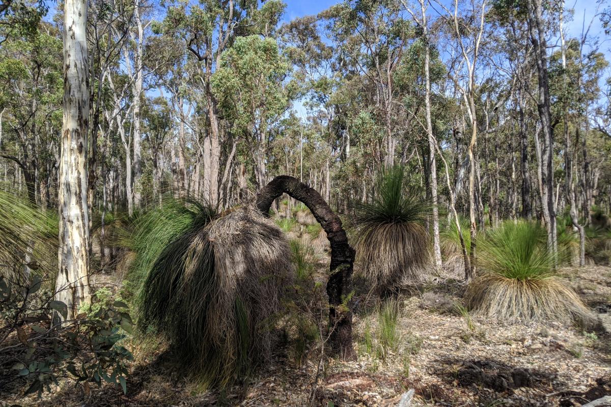 Balga in the Dwellingup State Forest