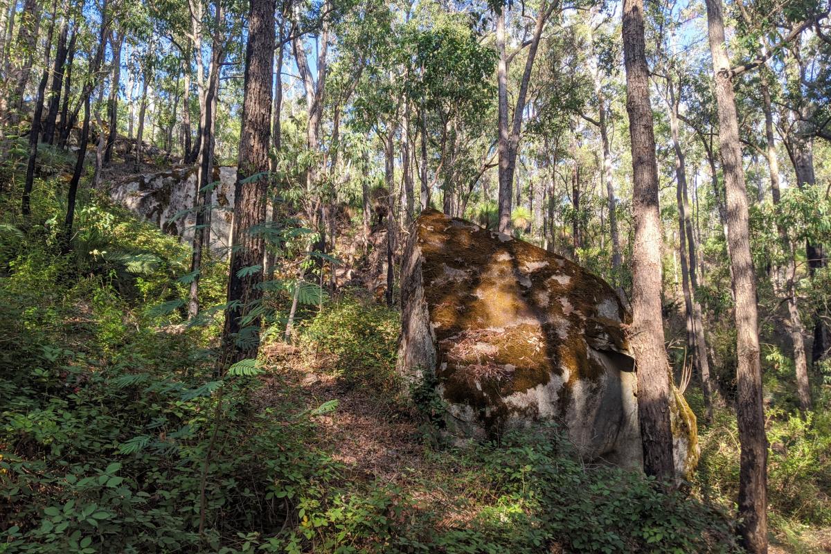 Moss growing on the granite in Dwellingup State Forest
