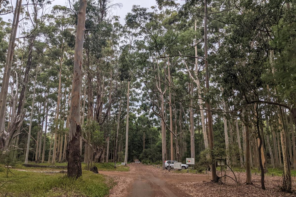 Road into Hoffmans Mill