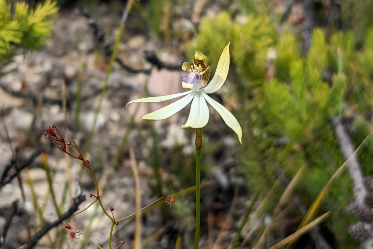 Leafless orchid in Stirling Range National Park Leafless orchid in Stirling Range National Park